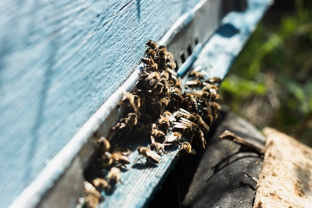 Grosse Gruppe Bienen Ausserhalb Des Bienenstocks Kostenlose Foto