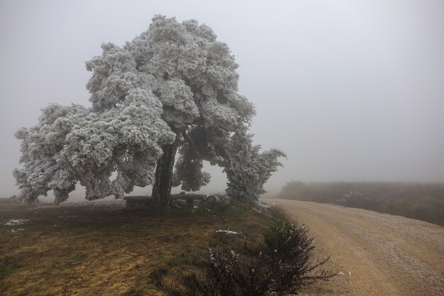 Großer gefrorener baum neben dem weg ein nebeliger tag Premium Fotos