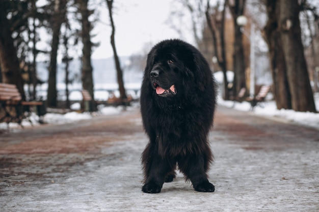 Großer schwarzer hund draußen im park Kostenlose Foto