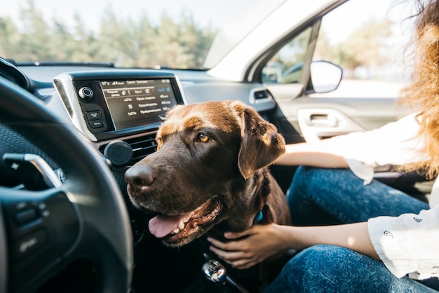 Großer schwarzer hund im auto Kostenlose Fotos