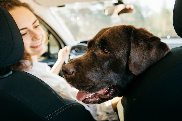 Großer schwarzer hund im auto Kostenlose Foto