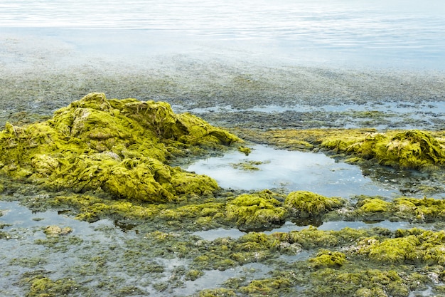 Grüne algen an der küste. ökologie und naturkatastrophenkonzept