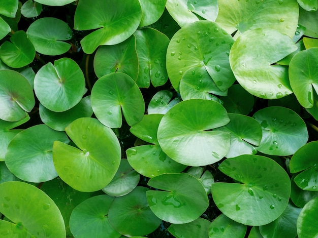 Grüne blatt lotus pflanze in teich wasser hintergrund. PremiumFoto