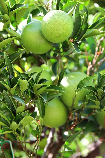 grüne früchte und blätter des mandarinenbaums  premiumfoto