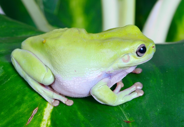 Gruner Frosch Kostenlose Foto