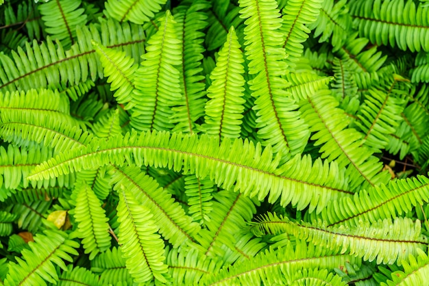 Gruner Geburtiger Farn Oder Nephrolepis Cordifolia Im Garten