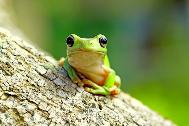 Grüner laubfrosch, dumpy frosch, papua grüner laubfrosch | Premium-Foto