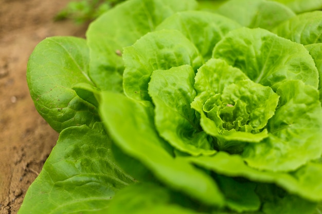 Grüner salat | Kostenlose Foto