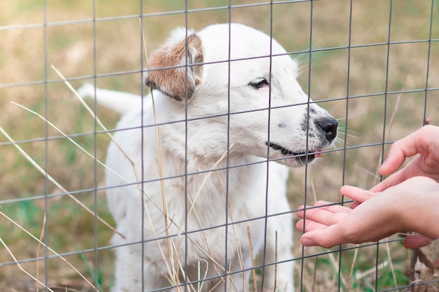 Hände der person, die mit einem hund in einem tierheim spielt