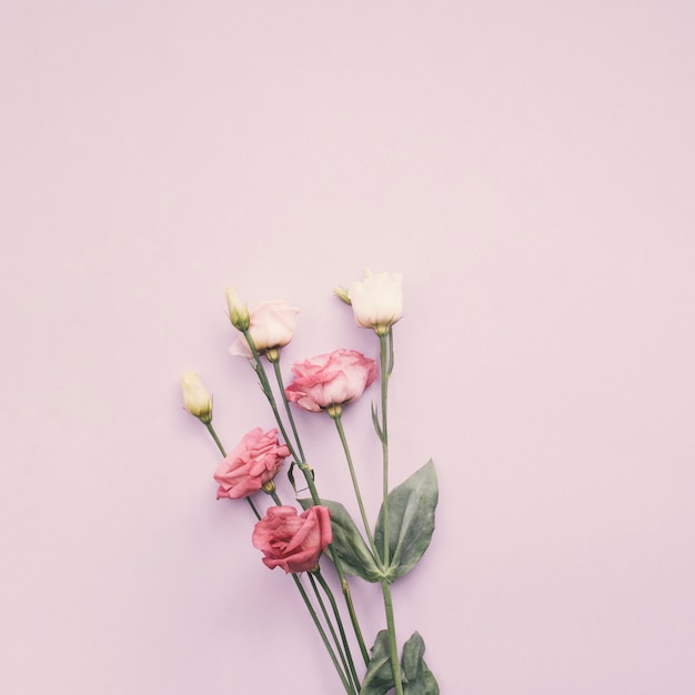 Helle Rosafarbene Blumen Auf Leuchtpult Kostenlose Foto