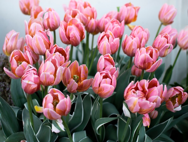 Premium Foto Hellrosa Tulpen Fruhlingsblumen Im Garten Wachst Ein Wunderschoner Blumenstrauss