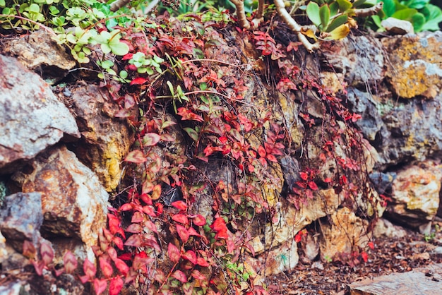 Herbst Rote Blatter Auf Einer Steinmauer Klettern Reben Pflanzen Kostenlose Foto