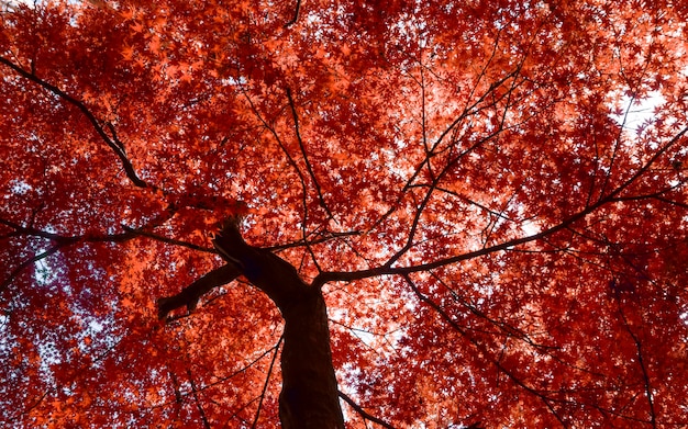 Herbsthintergrund Rote Herbstahornblatter Auf Einem Hintergrund Der Himmelsherbstblatter Und Baume Im Oktober Hochwertiges Foto Premium Foto