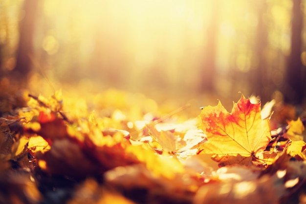 Herbstlaub Hintergrund Premium Foto