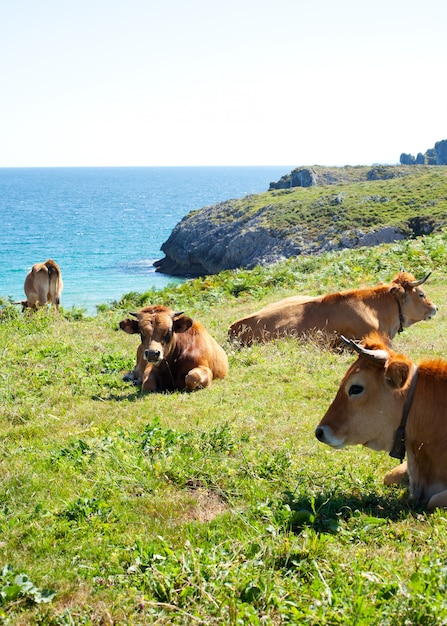 Herde der kühe, die nahe bei meer weiden lassen Premium Fotos