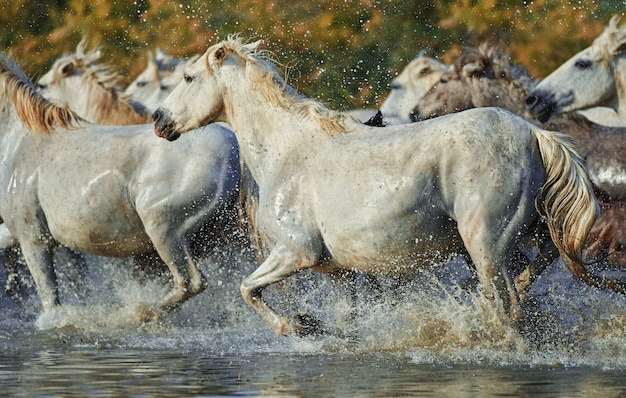 Herde Von Camargue Pferden Die Im Wasser Laufen Premium Foto