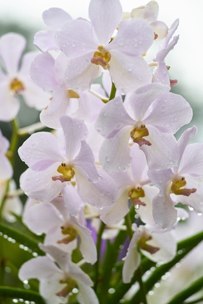 Hintergrund Blumen Sommer Weiss Schone Kostenlose Foto