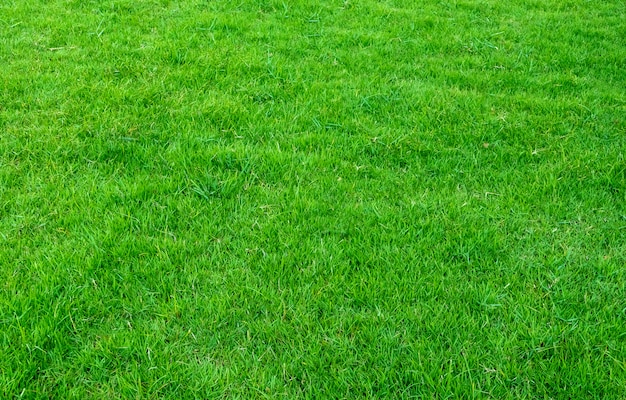 Hintergrund der grünen rasenfläche. muster und beschaffenheit des