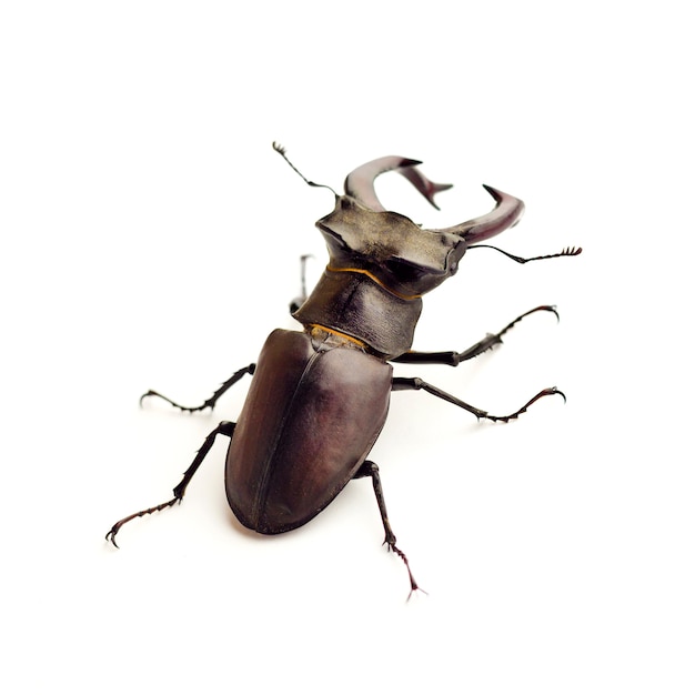 Hirschkafer Lucanus Cervus Nahaufnahme Isoliert Premium Foto