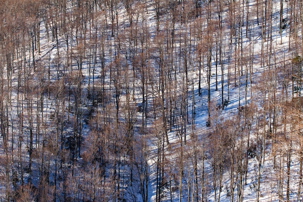 Hochwinkelaufnahme Der Hohen Kahlen Baume Der Medvednica In Zagreb Kroatien Im Winter Kostenlose Foto