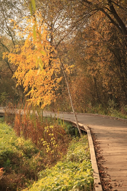 Holzstrasse In Einem Park Im Herbst Kostenlose Foto