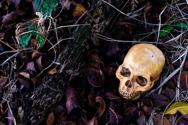 Horrorszene mit dem menschlichen schädel auf dem boden. halloween-konzept Premium Fotos