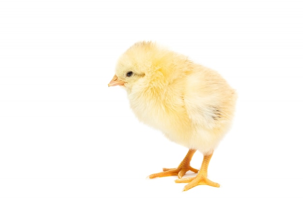 Huhn auf weißem hintergrund Premium Fotos