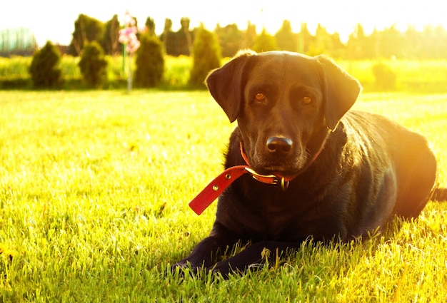 Hund auf dem rasen lag Kostenlose Foto