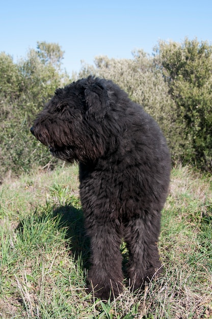 Hund Bouvier Des Flandres Draussen Premium Foto