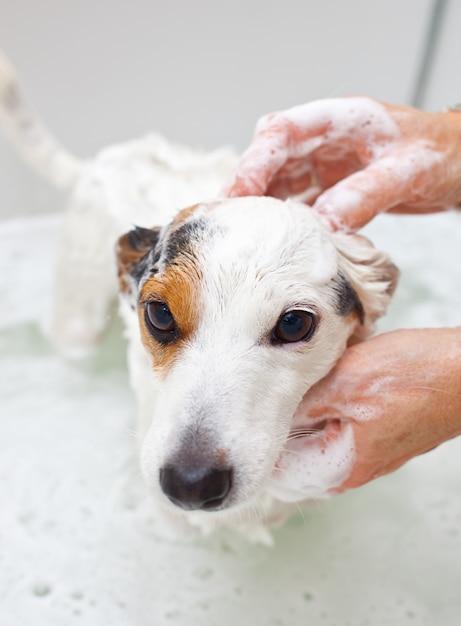 Hund, der ein bad in einer badewanne nimmt PremiumFoto