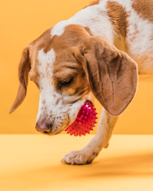 Hund, der einen gummiball in seinem mund hält Kostenlose Foto