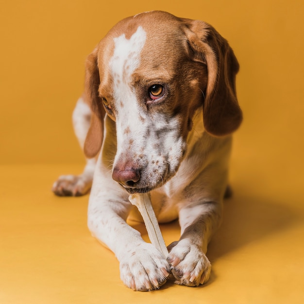 Hund, der einen knochen mit entzückenden augen isst Kostenlose Foto