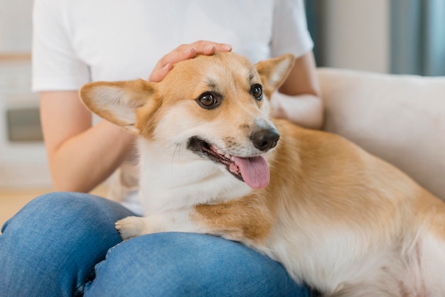 Hund Auf Der Couch Der Hund Sitzt Auf Der Couch Helle Handschuhe Auf