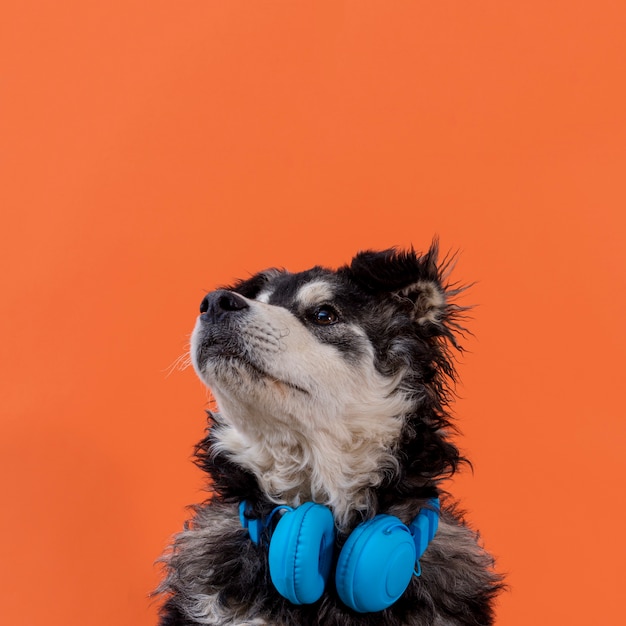 Hund, der oben mit kopfhörern auf stutzen schaut Kostenlose Foto