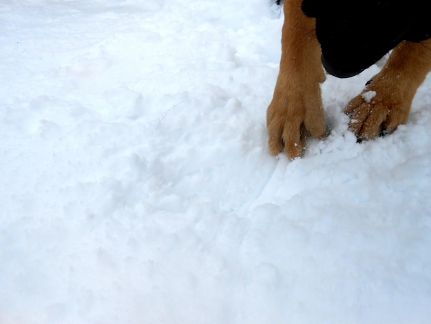 Hund, der seine nase im schnee haftet, der schaut, um zu spielen