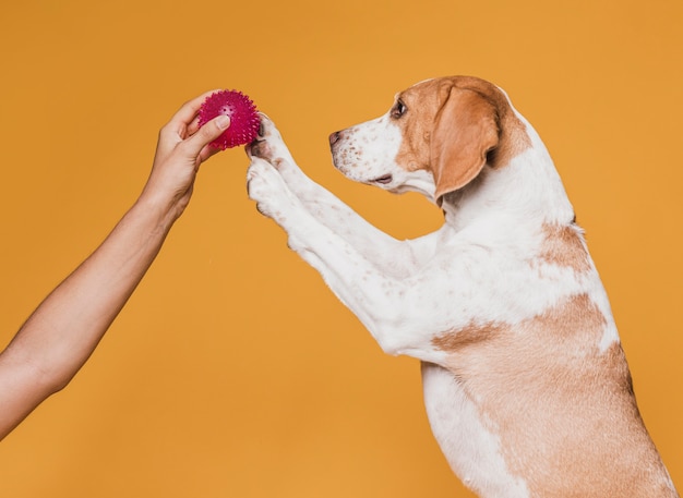 Hund, der versucht, einen gummiball zu fangen Kostenlose Foto