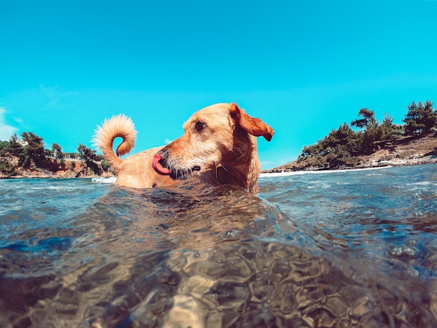Hund genießen am strand beim schwimmen im meer und seine nase lecken