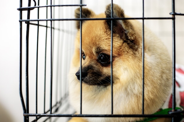 Hund im käfig am geschäft für haustiere. PremiumFoto