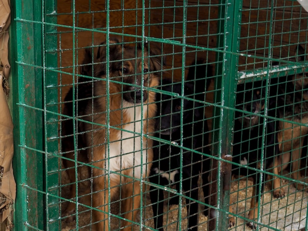 Hund im tierheim, obdachloser hund im käfig PremiumFoto