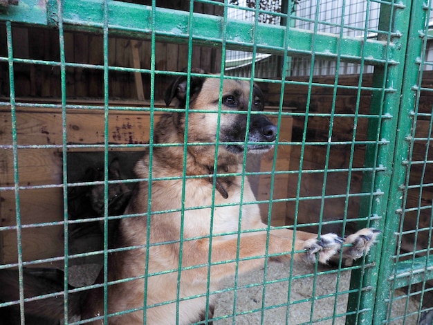 Hund im tierheim, obdachloser hund im käfig PremiumFoto