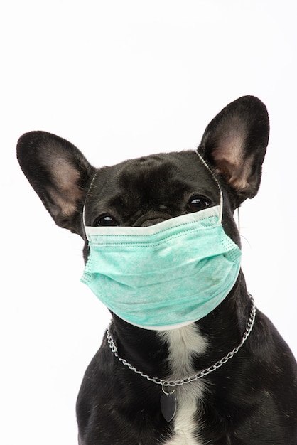 Hund in einer medizinischen maske. französische bulldogge. coronavirus