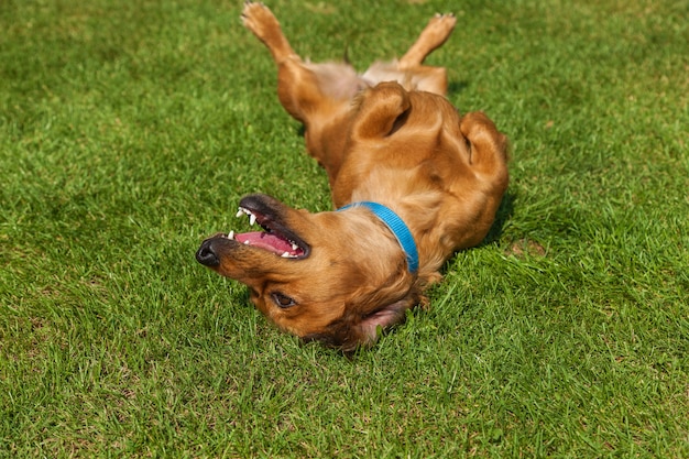 Hund liegt auf dem rücken auf grünem gras, gemischter spaniel hunde