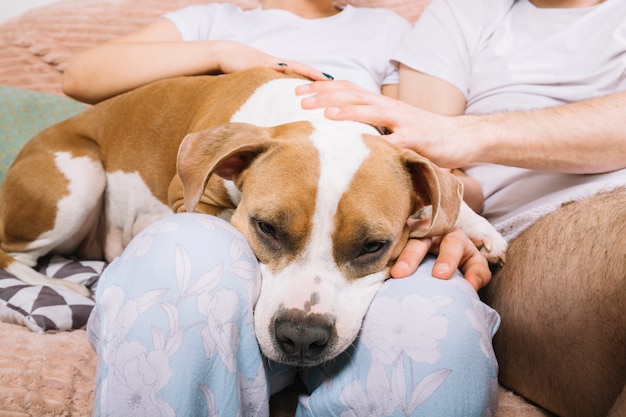 Hund mit besitzern morgens Kostenlose Fotos