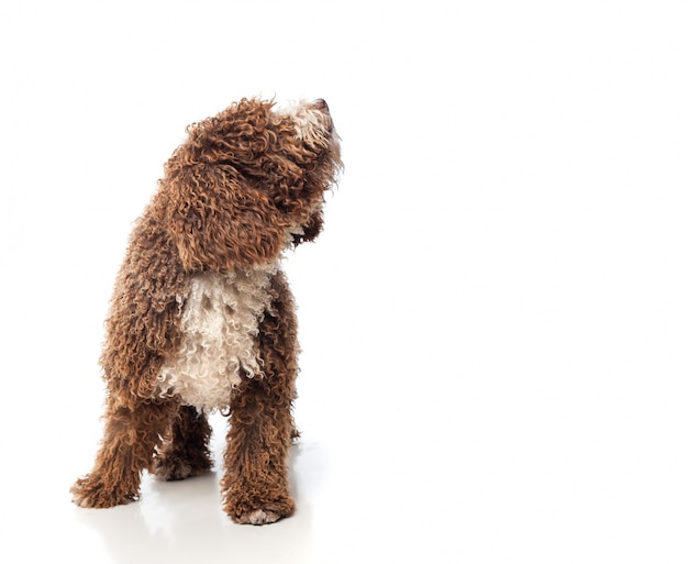 Hund mit braunen locken heulen Kostenlose Foto