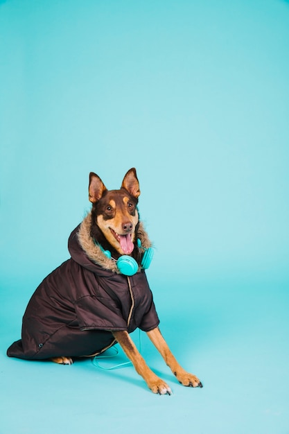 Hund mit jacke und kopfhörer Kostenlose Foto