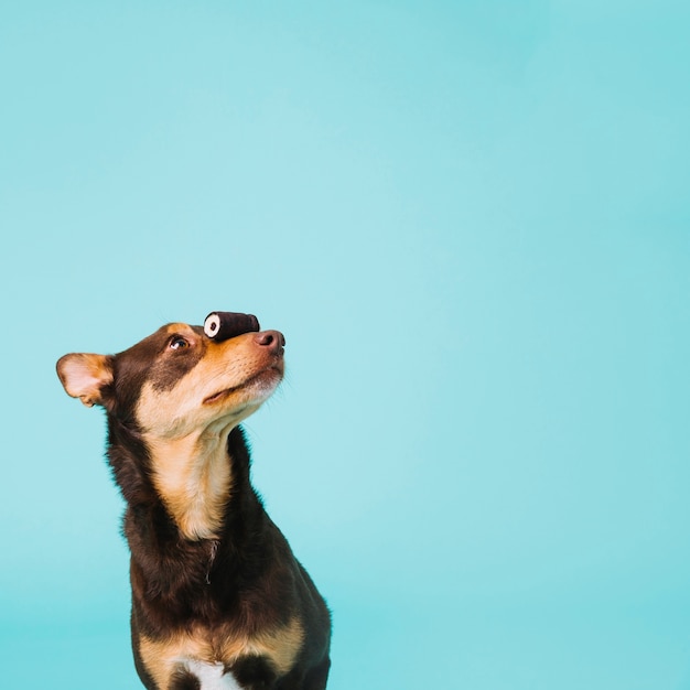 Hund mit süß auf der nase Kostenlose Foto