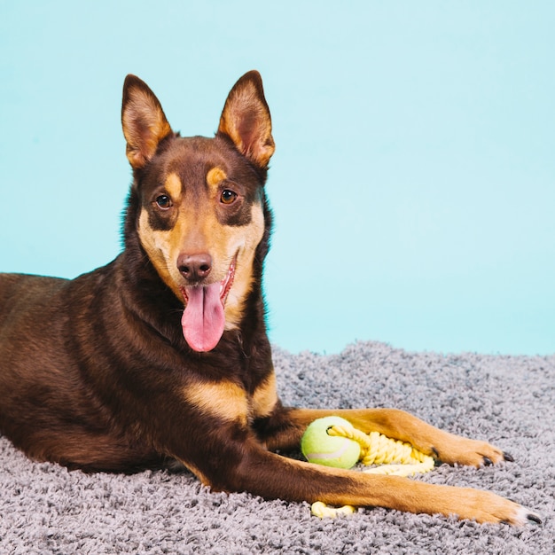Hund mit tennisball Kostenlose Foto