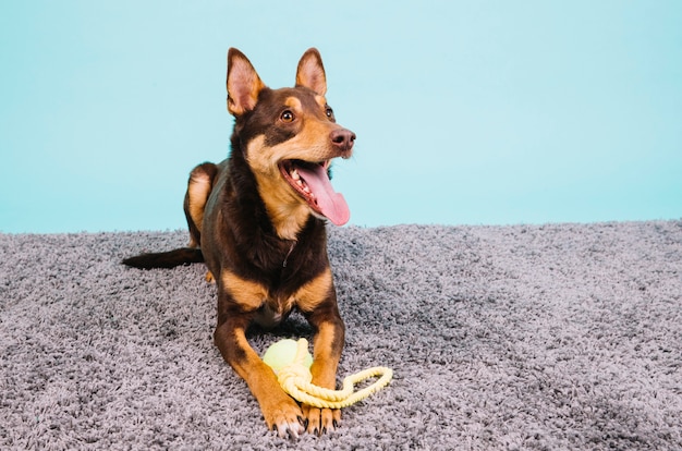 Hund mit tennisball Kostenlose Foto