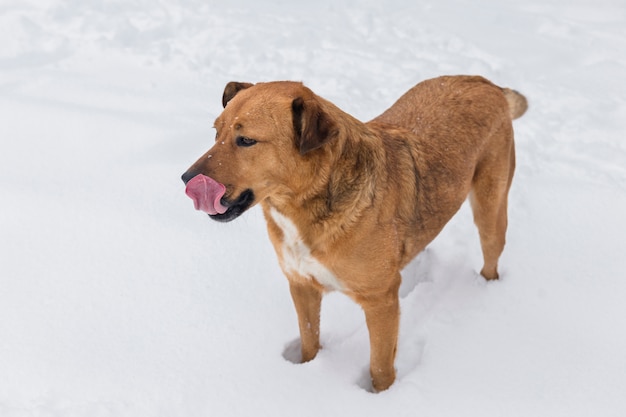 Hund mit zunge herausstrecken und auf verschneitem land stehen