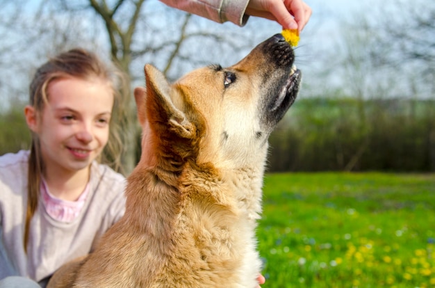 Hund riecht den duft der löwenzahnblume im park PremiumFoto